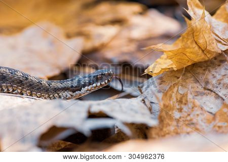 Grass Snake Natrix Natrix Close-up Czech Republic