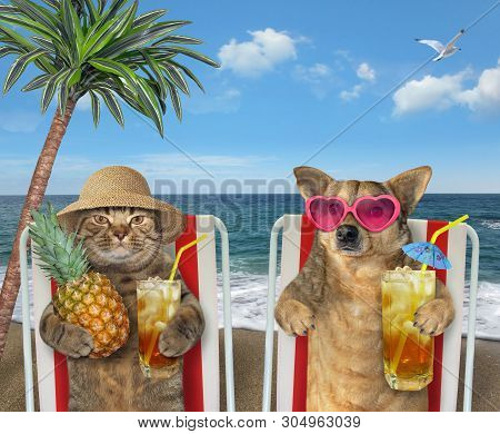 The Cat In A Straw Hat And Dog In Sunglasses Under The Palm Tree Drink Fresh Juice On A Beach Chairs