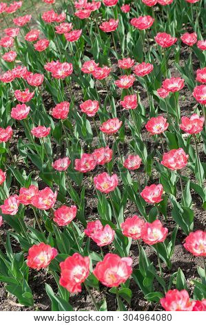 Pink Tulips Vertical Background, Vertical Banner. Colorful Rose Tulips In The Flower Garden, Arboret