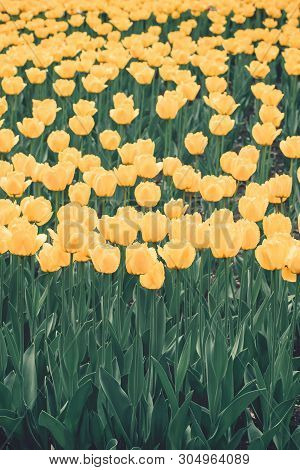 Yellow Tulips Vertical Background. Colorful Tulips In The Flower Garden, Arboretum. Flower Bed In Sp