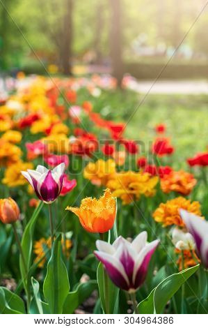 Tulips In Spring Closeup. Colorful Tulips In The Flower Garden, Arboretum. Flower Bed In The Park.