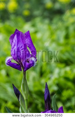 One Purple Flower-de-luce Flower Is On A Blurred Dark Green Background