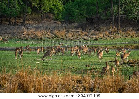 Alert Spotted Deer Herd After An Alarm Call By A Sambar Deer In Rajbaug Lake At Ranthambore National