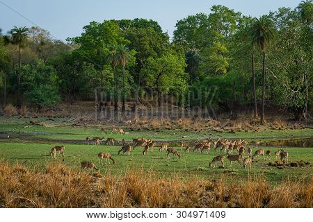 Alert Spotted Deer Herd After An Alarm Call By A Sambar Deer In Rajbaug Lake At Ranthambore National
