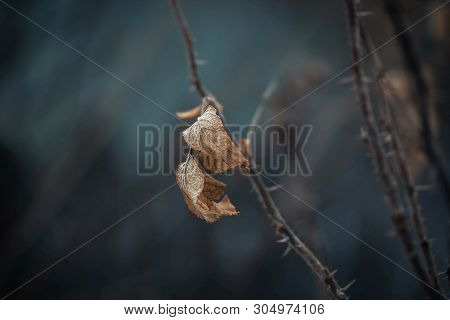 Dried Rosehip Leaf, Spike, Briar, Eglantine, Dog Rose, Rosehip, Wild Rose On Dark Blue Background. D