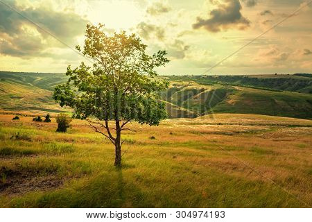 Lonely Tree In Summer Steppe Beautiful Landscape