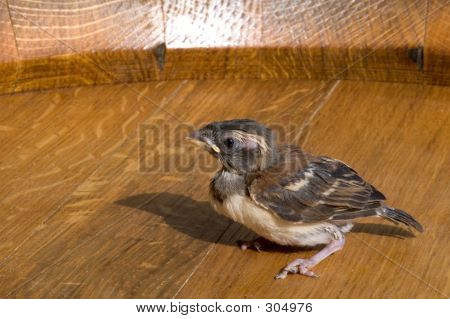 Bebek ispinozu