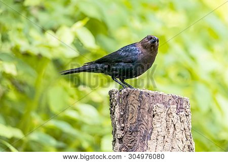 A Beautiful Male Brown Headed Cowbird Perched On A Tree Stump.