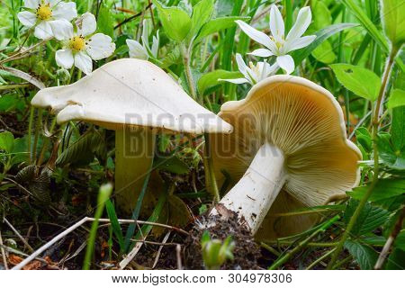 Two Specimen Of Calocybe Gambosa Or St.george's Mushrooms