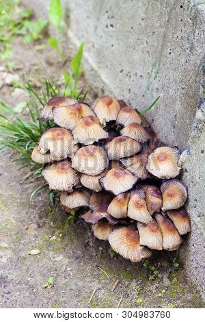Fruit Bodies Of Glistening Inkcap Mushroom (coprinellus Micaceus) Near Concrete Wall