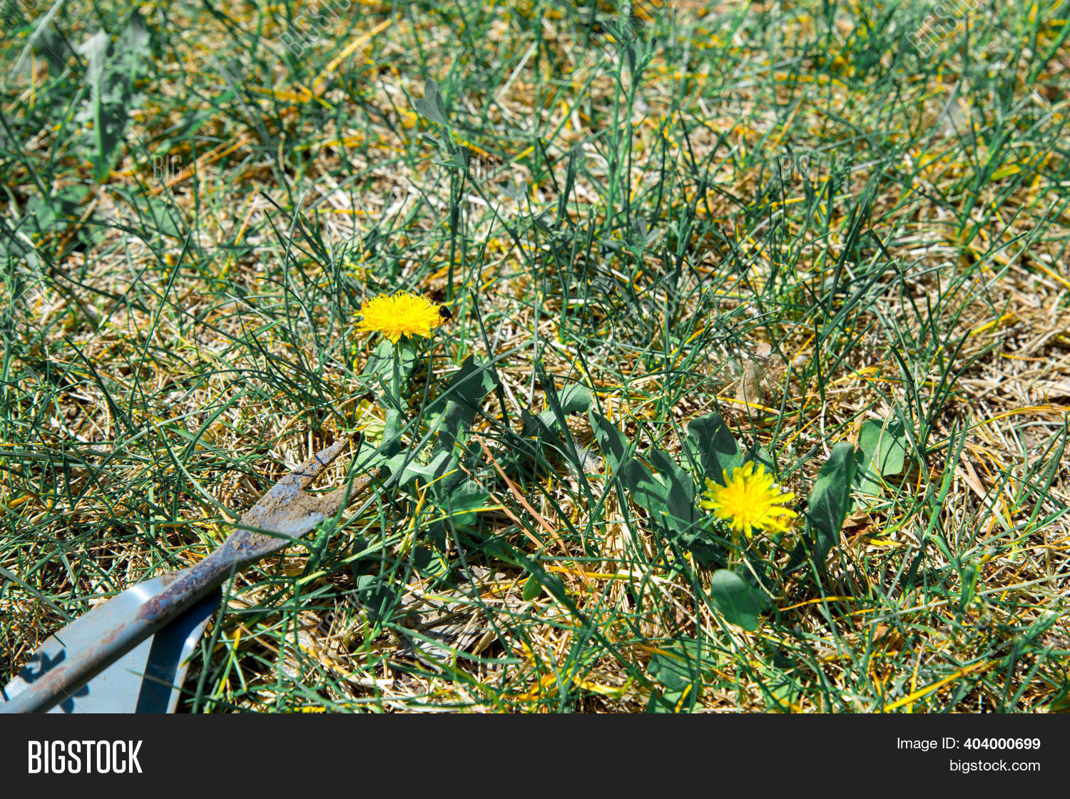 Gardener Removes Weeds Image & Photo (Free Trial) | Bigstock