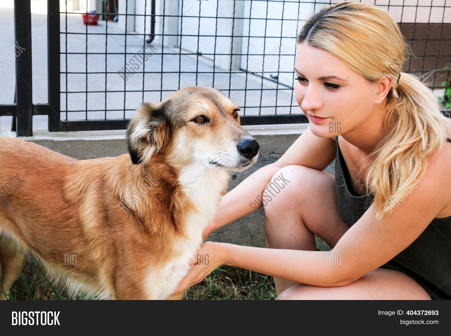Owner Petting Dog. Image & Photo (Free Trial) Bigstock