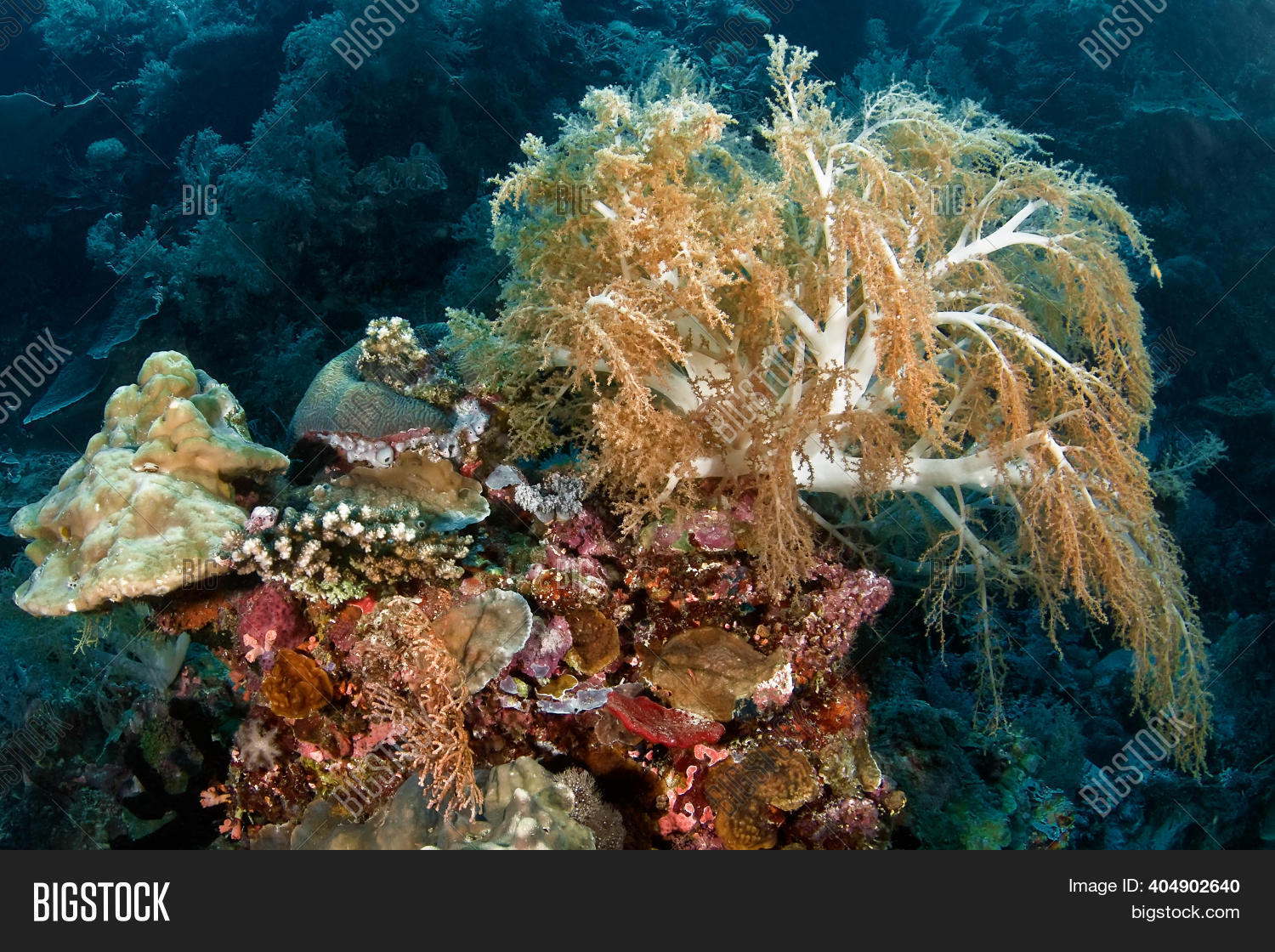 Cluster Hard Corals Image & Photo (Free Trial) Bigstock