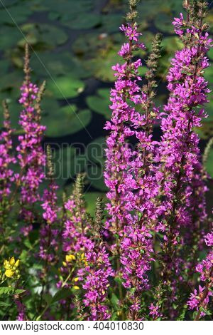 Lythrum Salicaria, Or Purple Loosestrife, Is A Flowering Plant Belonging To The Family Lythraceae. I
