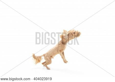 Small Dog Pets Posing Isolated Over White Background. Copy Space For Ad.
