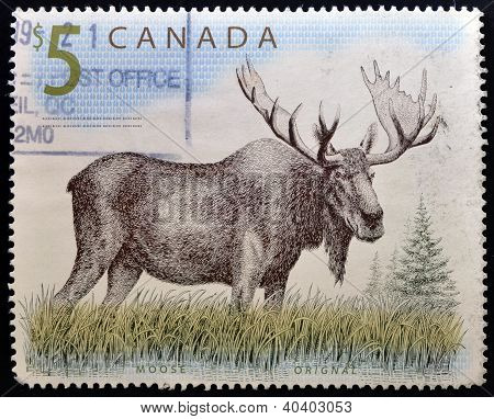 Canadá - por volta de 1997: Um selo impresso em shows do Canadá um alce orignal cerca de 1997