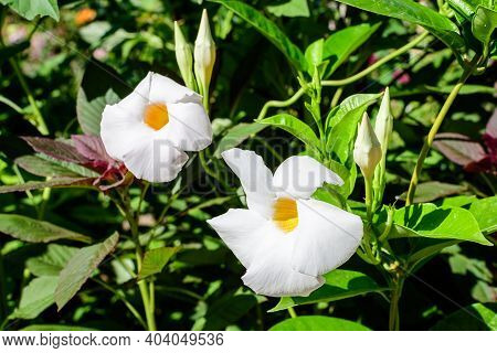 Close Up Of Two Delicate White Flower Of Mandevilla Plant, Commonly Known As Rocktrumpet, In A Pot I