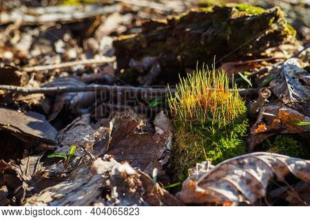 Moss Tortula Muralis Between Dry Leaves In Forest At Sunny Spring Day. Selective Focus, Copy Space