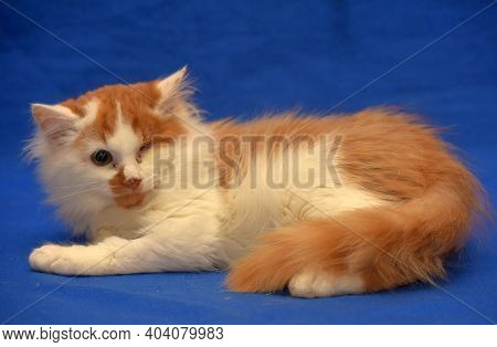 Small Red And White Kitten One-eyed Disabled