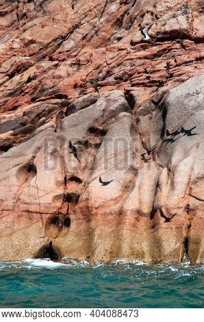 A Colony Of Great Fregatebirds  (fregata Minor) Nesting On The Cliff Of Granite Rock In Aride Island