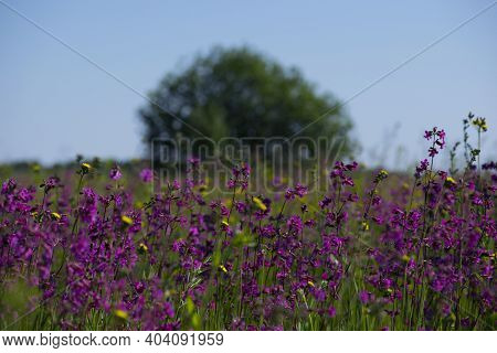 Background With Bright Flowers On The Field Viscaria Vulgaris. Landscape With Blooming Purple, Magen