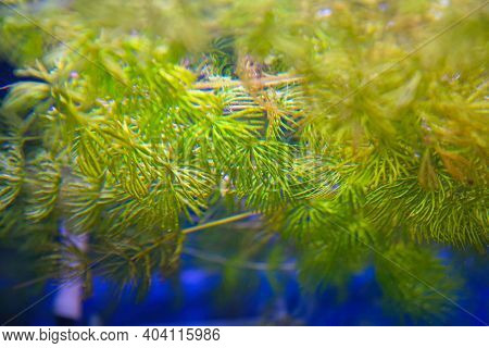 Aquatic Plant, The Hornwort, In The Aquarium. Ceratophyllum Demersum. Selective Focus
