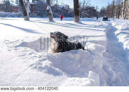 Bernese Mountain Dog Covered With Snow Lying In The Big Snow Drifts