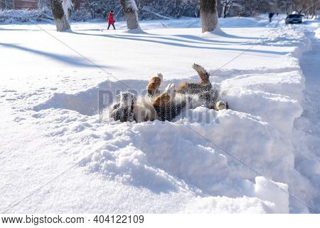 Bernese Mountain Dog Covered With Snow Lying In The Big Snow Drifts