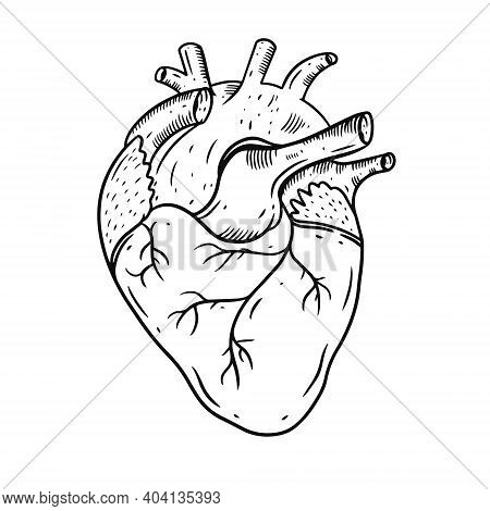 Heart Realistic Hand Draw Vector Illustration. Engraving Style. Black Color.