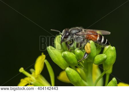 Image Of Little Bee Or Dwarf Bee(apis Florea) On Yellow Flower Collects Nectar On A Natural Backgrou