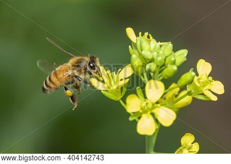 Image Of Bee Or Honeybee On Flower Collects Nectar. Golden Honeybee On Flower Pollen With Space Blur