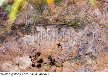 Green Lizard Sits On A Stone Under The Sun. The European Green Lizard Lacerta Viridis. Background Li