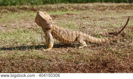 Pogona Or Bearbed Dragon Reptile On The Ground Perched In Profile, Pogona Vitticeps