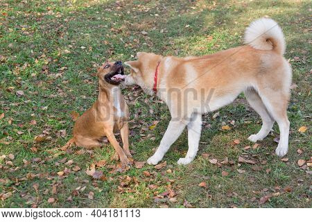 Cute American Pit Bull Terrier Puppy And Akita Inu Puppy Are Playing In The Autumn Park. Pet Animals