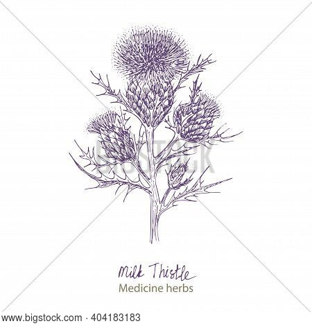 Set Hand Drawn Of Milk Thistle, Lives And Flowers In Black Color Isolated On White Background. Retro