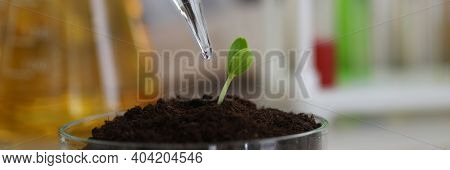 Sampling In The Laboratory For Chemical Analysis And Ph Test. Agrochemical Analysis Of Fertility Gre