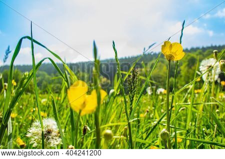 Wild Flowers On A Green Field. Spring Landscape Blooming In Eifel National Park In Germany
