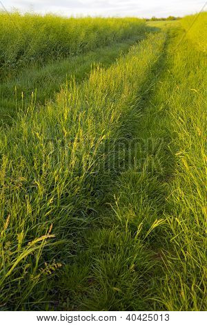 Veld weg