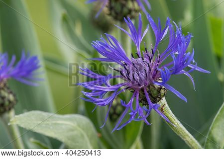 Perennial Cornflower (centaurea Montana)