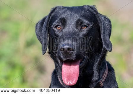 Head Shot Of A 10 Month Old Black Labrador Puppy