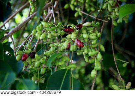 Syzygium Cumini Fruit