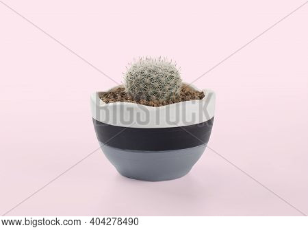Notocactus Scopa Pots Placed On The Pink Background , Cactus Pot