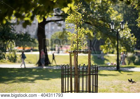 Freshly Planted Tree In A City Park On A Sunny Summer Day With Walking People And Birds In The Blurr