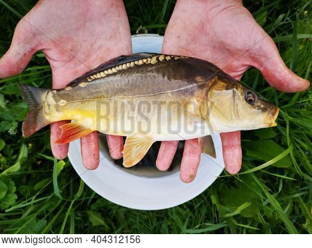 A Man Holding A Small Mirror Carp. Little Fish In The Hands Of A Fisherman. Summertime. Fishing. Bea