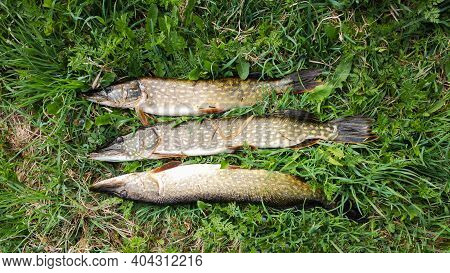 Fresh Fish, Three Pikes On The Green Grass, Successful Pike Fishing In Summer