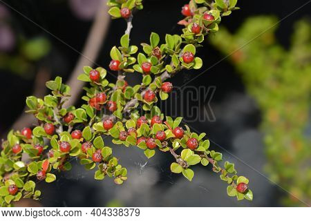 Rock Cotoneaster - Latin Name - Cotoneaster Horizontalis