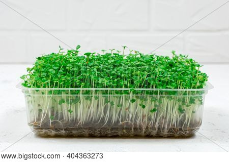 Fresh Organic Microgreens In A Plastic Container On A White Background. Micro Greens. Vegan And Heal
