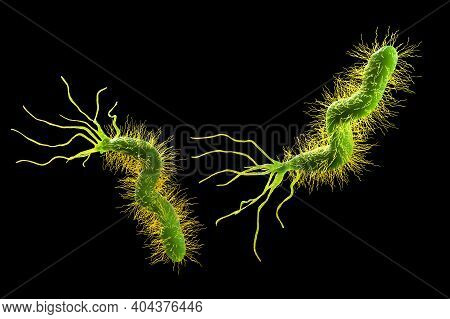 Helicobacter Pylori, Bacterium Colonizing Stomach And Associated With Gastric And Duodenal Ulcer, 3d