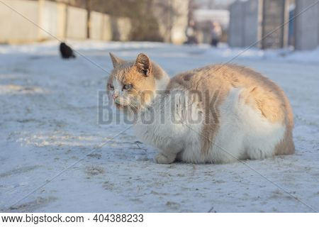Red Beautiful Fluffy Homeless Cat Sits On The Snow In Winter. Animal Welfare Concept, Animal Shelter