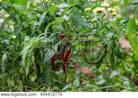 Lakundi, Karnataka, India - November 6, 2013: Closeup Of Red Chili Hanging From Green Plant.